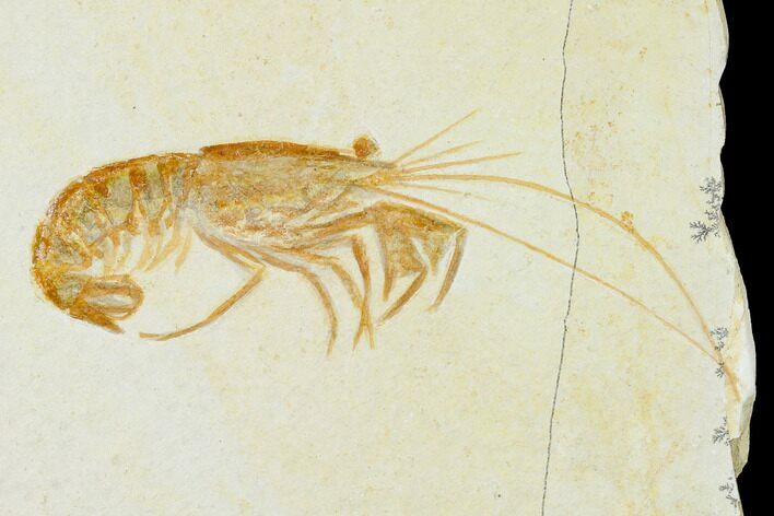 Bargain, Fossil Shrimp (Antrimpos) - Solnhofen Limestone #143797